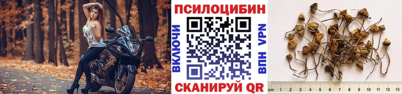 Купить закладки  Яранск  Псилоцибиновые грибы Cubensis 